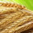 motto.net_.ua-6602_0_h.jpg - Администрация г. Рубцовск