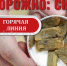 kartinka_k_anonsu_h.jpg - Администрация г. Рубцовск