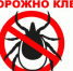 В Алтайском каре за неделю 41 человек пострадал от клещей - Rubtsovsk.Info