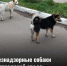 В продолжение темы: безнадзорные собаки в городской среде - Администрация г. Рубцовск