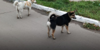 В продолжение темы: безнадзорные собаки в городской среде - Администрация г. Рубцовск