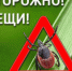 В Алтайском крае за неделю от присасывания клещей пострадали 17 человек - Rubtsovsk.Info