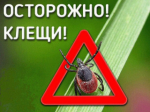 За неделю от укусов клещей пострадали 817 жителей края